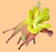 Zions Golden Columbine