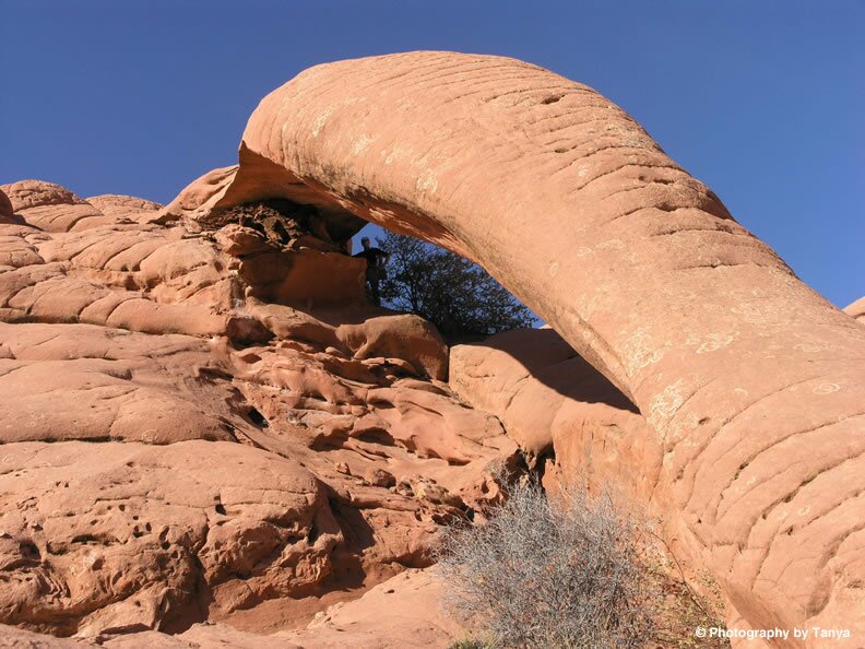 Picture Cobra Arch