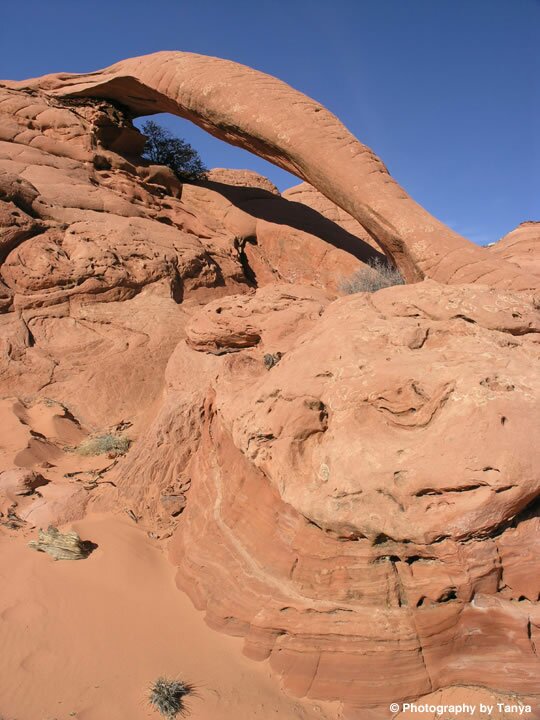 Cobra Arch picture