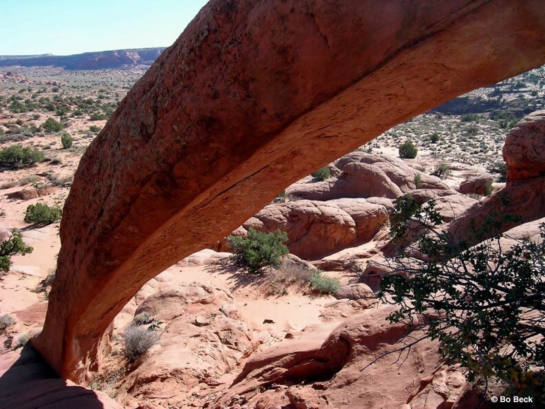 photo Cobra Arch