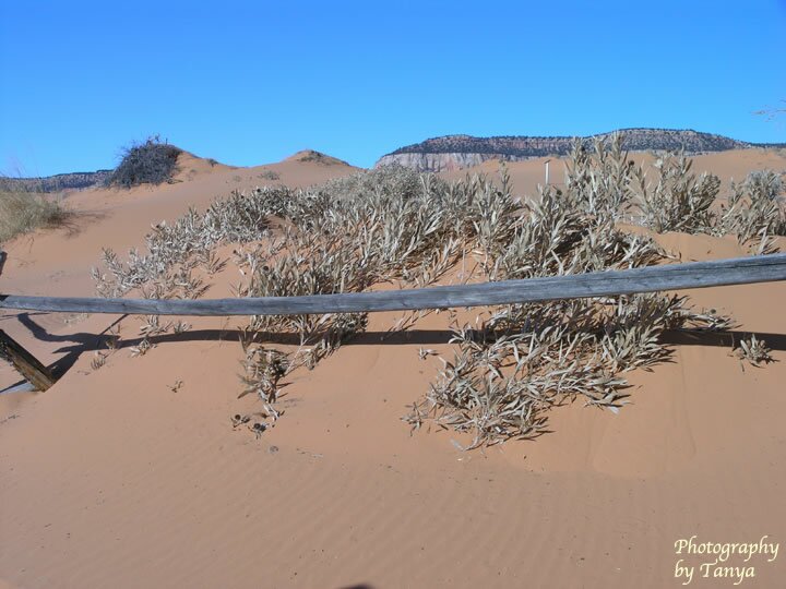 Coral Pink Sand Dunes Photo