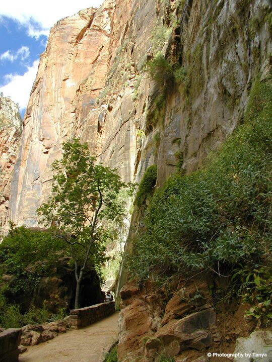 Zion Photo: Riverside Walk