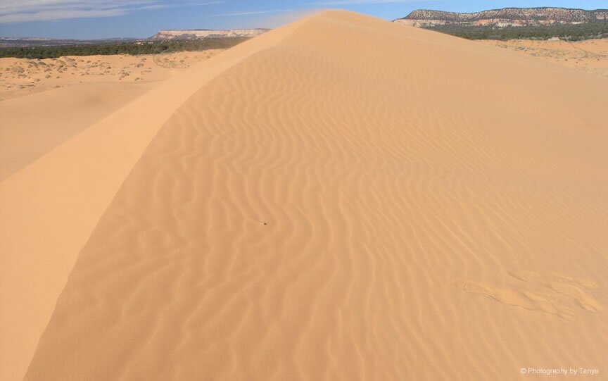 Coral Pink Sand Dunes Photo