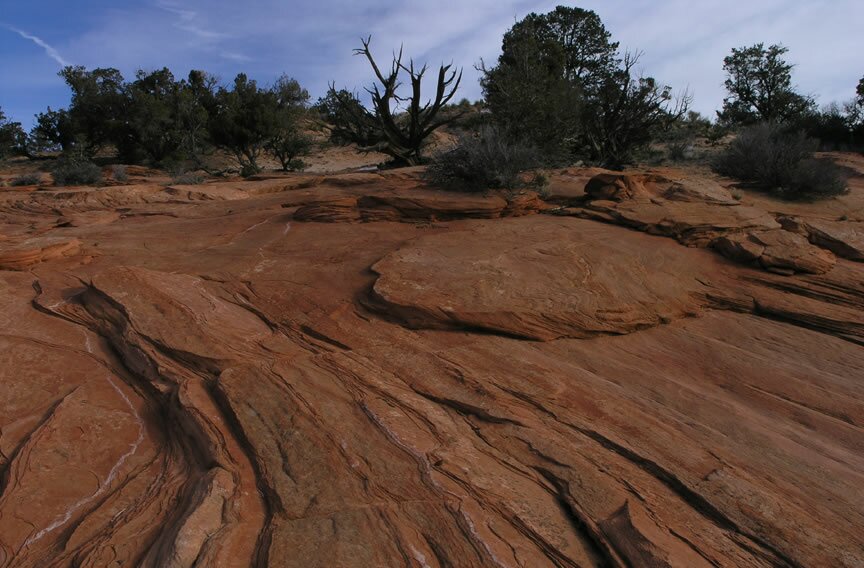 Dinosaur Tracks Photo