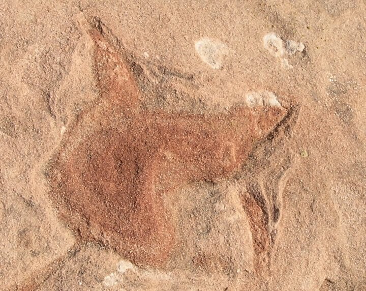 Dinosaur Track Photo