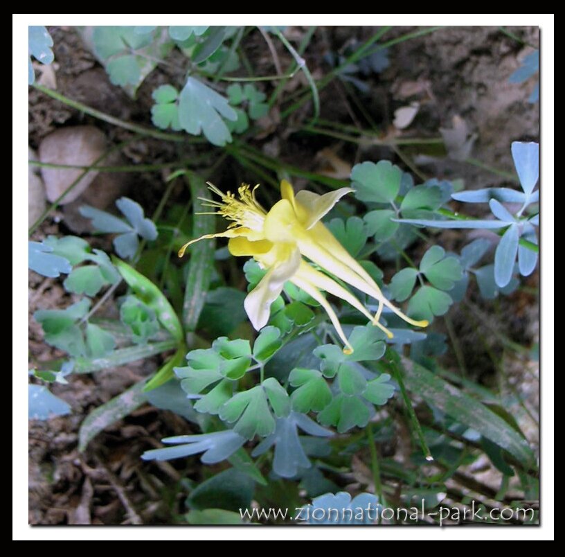 Zion's Golden Columbine Photo