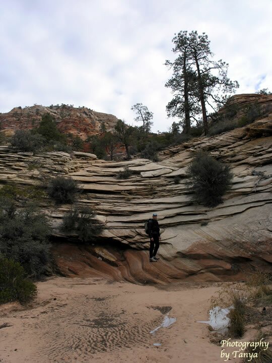 Two Pine Arch Photo
