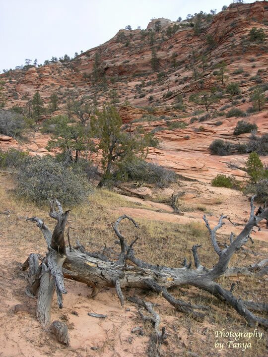 Two Pine Arch Photo