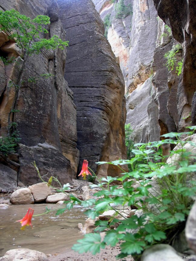 Zion Narrows pic