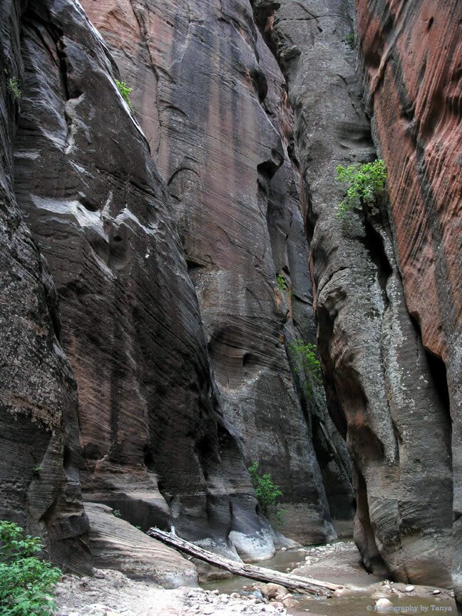 Zion Narrows Photo