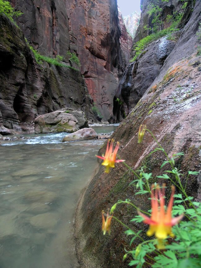 Zion Narrrows Photo