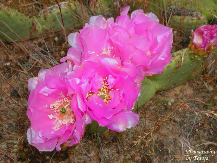 Cactus Photo