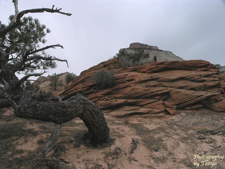 Progeny Peak Picture