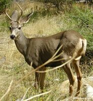 Mule Deer