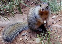 Rock Squirrel - Riverside Walk