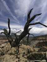 Zion National Park Picture: Checkerboard Mesa