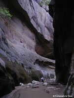 Zion National Park Picture - Orderville Canyon