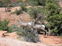Zion National Park Picture - Bighorn Sheep
