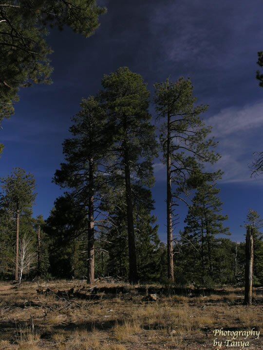 Widforss Trail photo