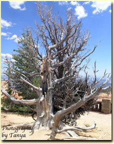 Bryce Canyon hiking: Bristlecone Pine Trail