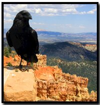 crow in Bryce Canyon