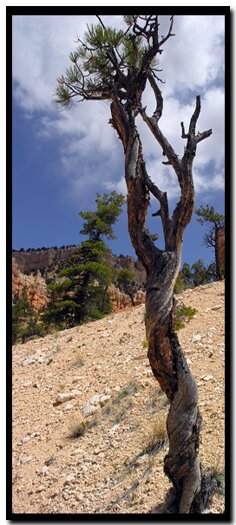 tree in Bryce Canyon