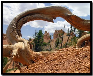 soil among the hoodoos in Bryce Canyon