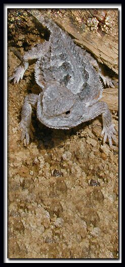 Cedar Breaks National Monument - fauna: Horney Toad