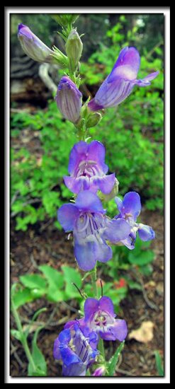 Cedar Breaks National Monument - flowers