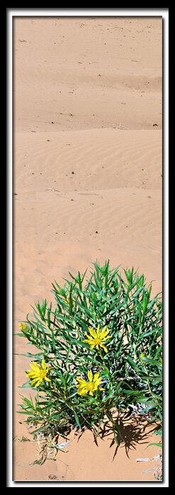 Coral Pink Sand Dunes State Park, Utah