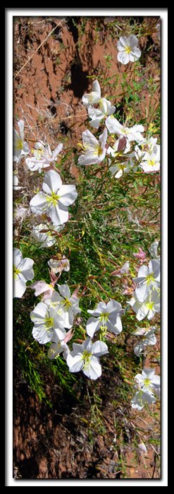 Coral Pink Sand Dunes flora