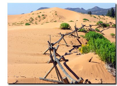 Coral Pink Sand Dunes Picture