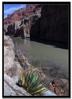 A cactus at the Grand Canyon