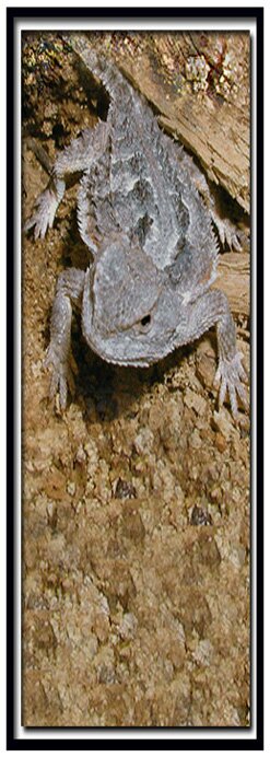Horned Toad