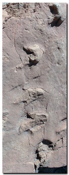 Dinosaur footprints found in Cottonwood Canyon of the Grand Staircase National Monument