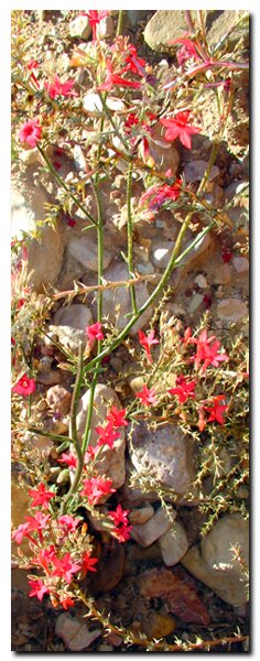 Flora of the Grand Staircase National Monument