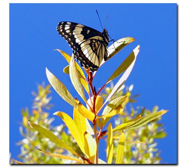 Butterfly rests upon a native vegetation of the Grand Staircase National Monument
